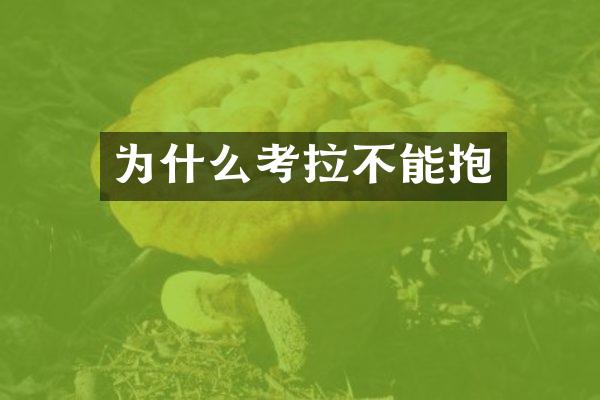 为什么考拉不能抱