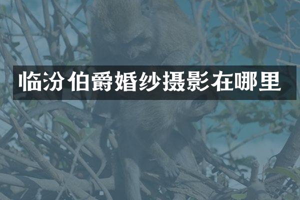 临汾伯爵婚纱摄影在哪里