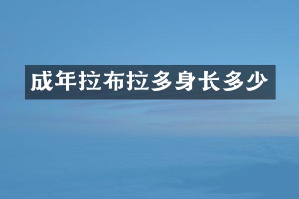 成年拉布拉多身长多少