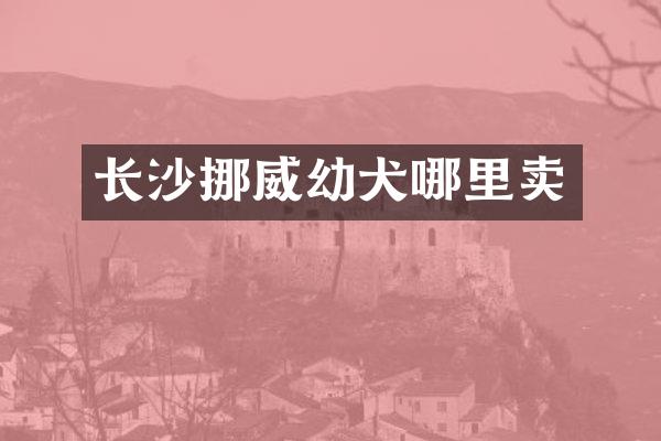 长沙挪威幼犬哪里卖