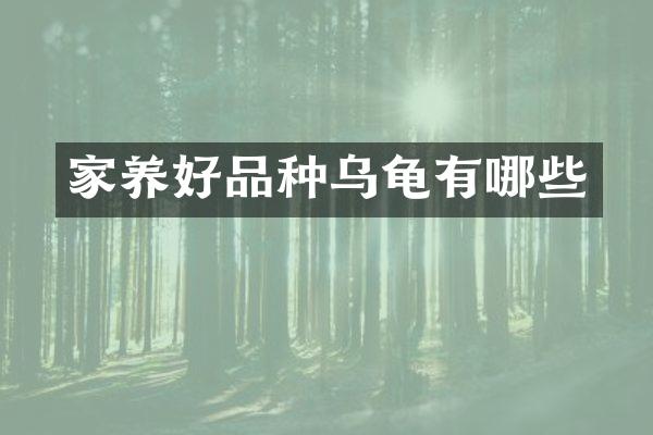 家养好品种乌龟有哪些