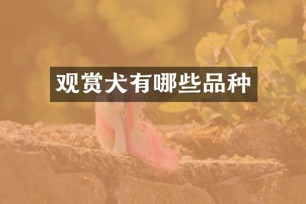 观赏犬有哪些品种