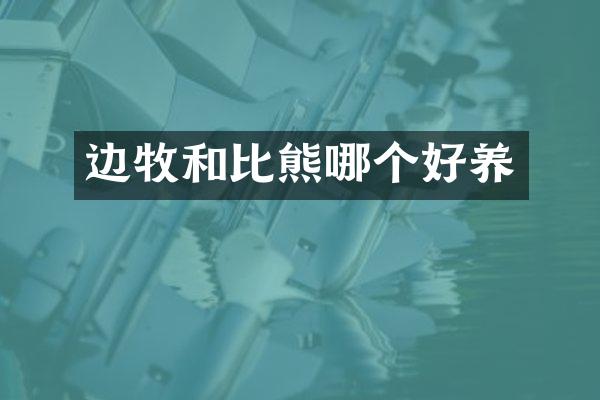 边牧和比熊哪个好养