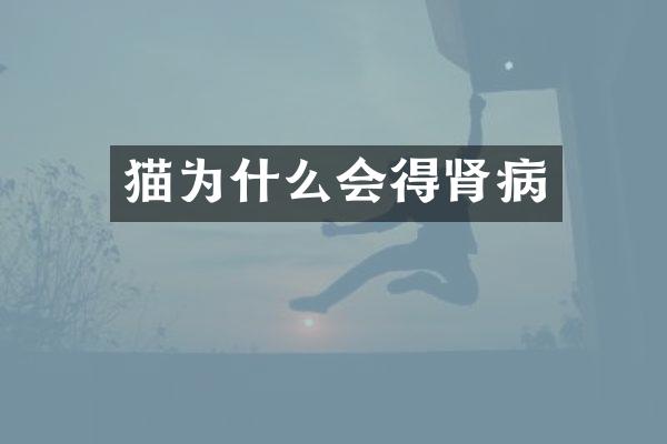猫为什么会得肾病