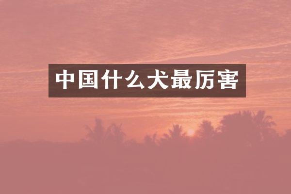 中国什么犬最厉害