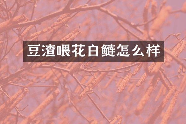 豆渣喂花白鲢怎么样