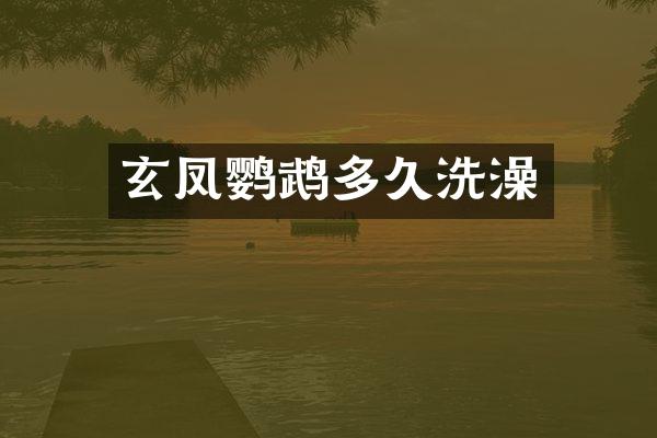玄凤鹦鹉多久洗澡