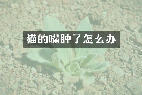 猫的嘴肿了怎么办