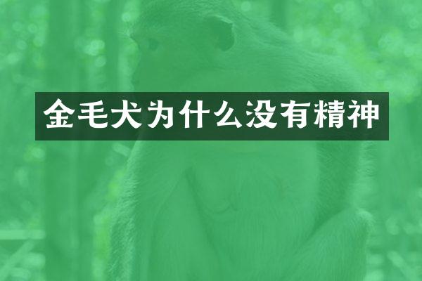 金毛犬为什么没有精神