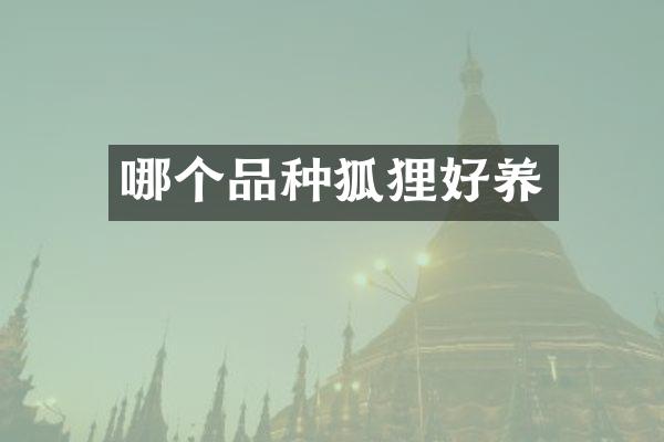 哪个品种狐狸好养