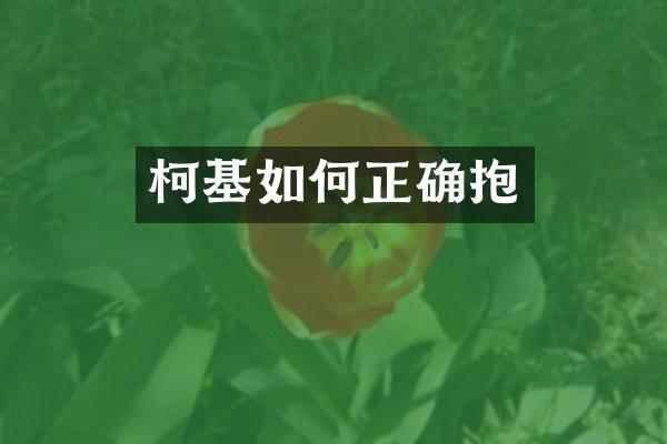 柯基如何正确抱