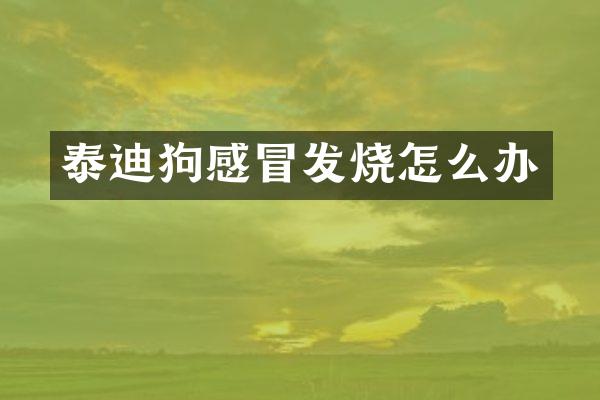 泰迪狗感冒发烧怎么办