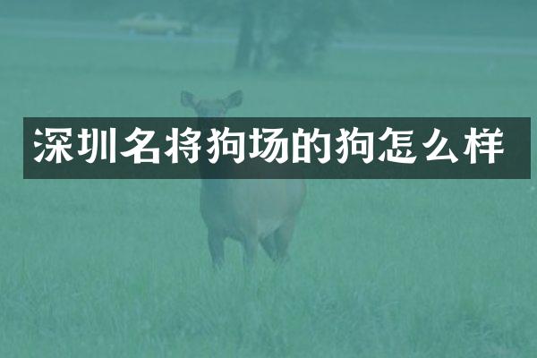 深圳名将狗场的狗怎么样