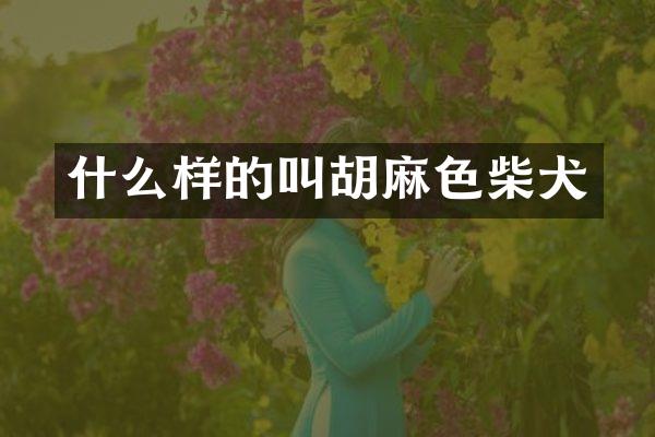 什么样的叫胡麻色柴犬