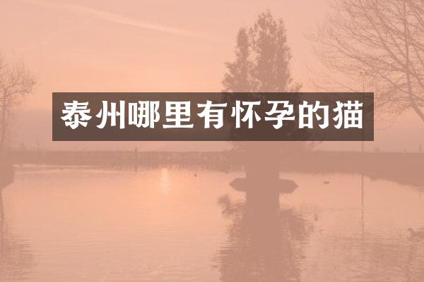 泰州哪里有怀孕的猫