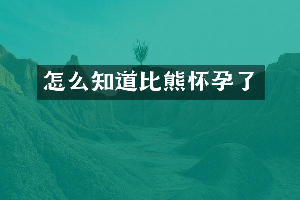怎么知道比熊怀孕了