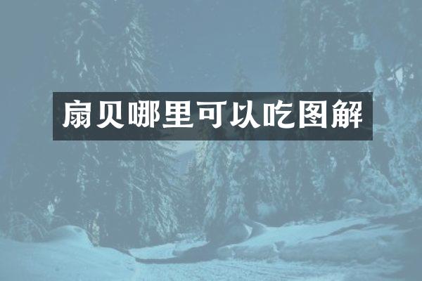 扇贝哪里可以吃图解