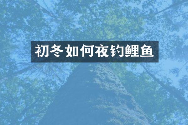 初冬如何夜钓鲤鱼