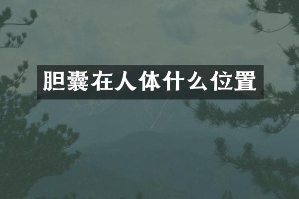 胆囊在人体什么位置