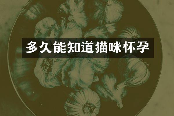 多久能知道猫咪怀孕