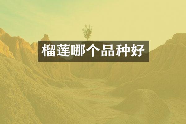 榴莲哪个品种好