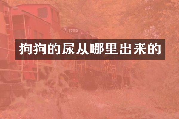 狗狗的尿从哪里出来的