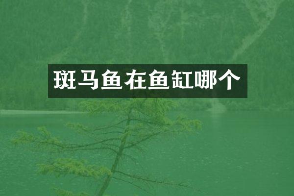 斑马鱼在鱼缸哪个