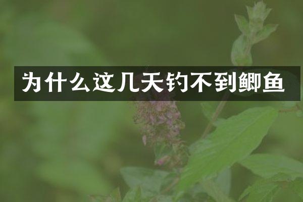 为什么这几天钓不到鲫鱼