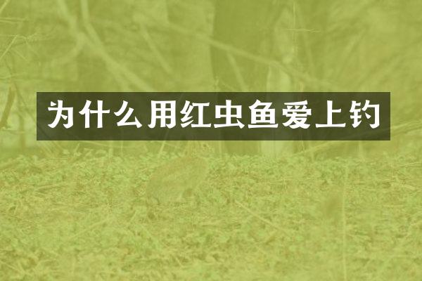 为什么用红虫鱼爱上钓