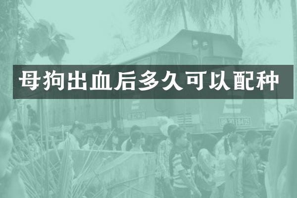 母狗出血后多久可以配种