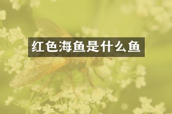 红色海鱼是什么鱼