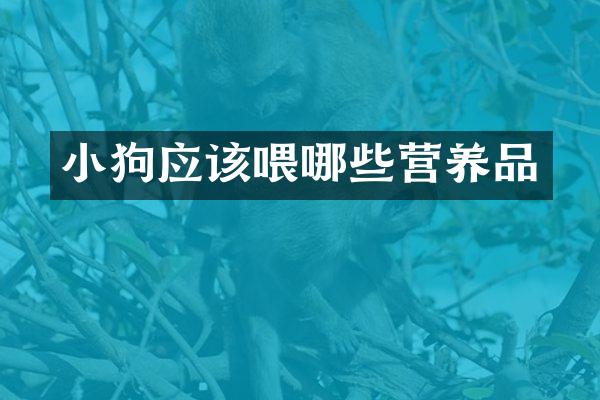 小狗应该喂哪些营养品