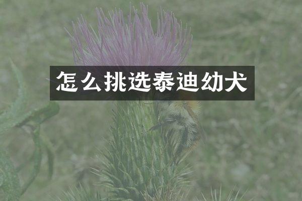 怎么挑选泰迪幼犬