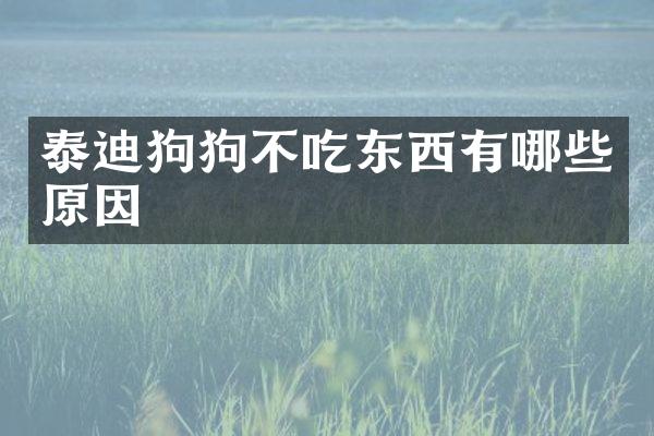 泰迪狗狗不吃东西有哪些原因