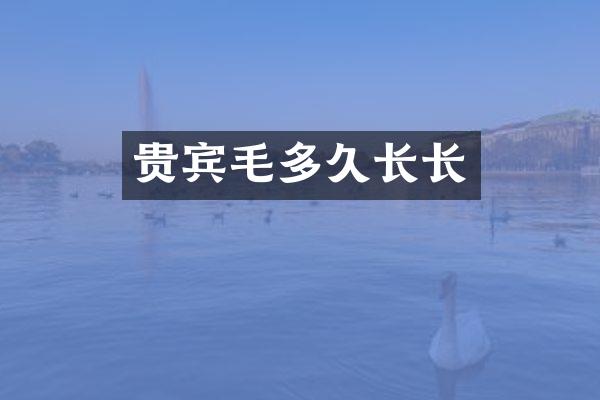 贵宾毛多久长长