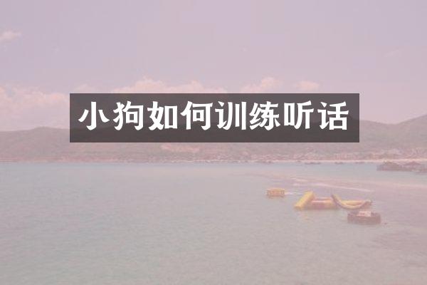 小狗如何训练听话