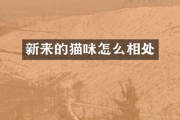 新来的猫咪怎么相处