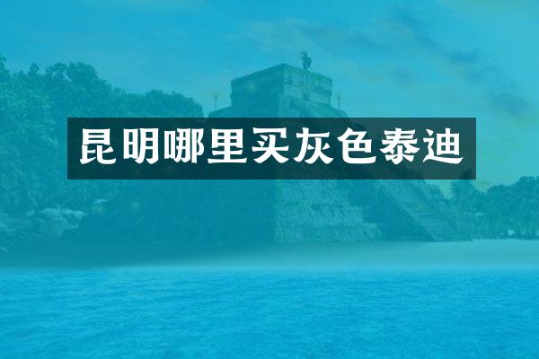 昆明哪里买灰色泰迪