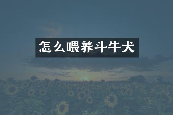 怎么喂养斗牛犬