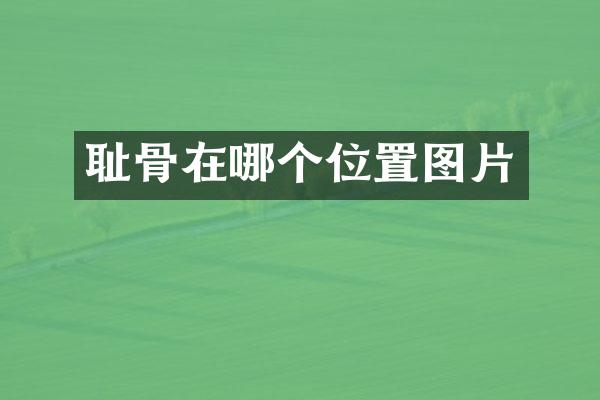 耻骨在哪个位置图片