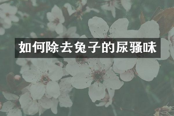 如何除去兔子的尿骚味