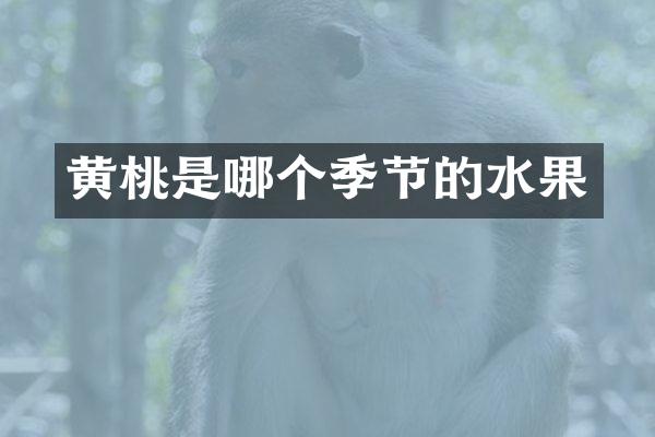 黄桃是哪个季节的水果