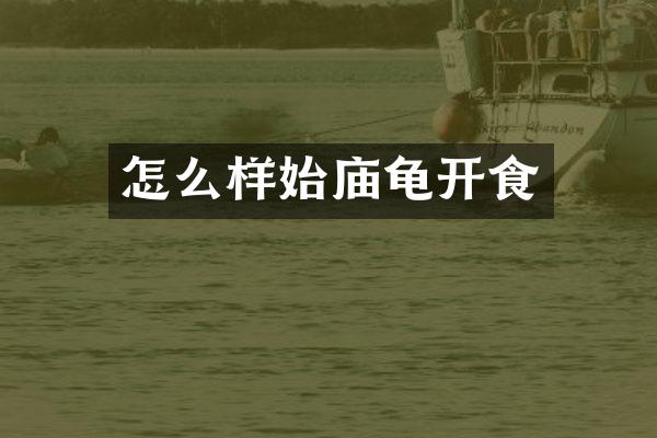 怎么样始庙龟开食