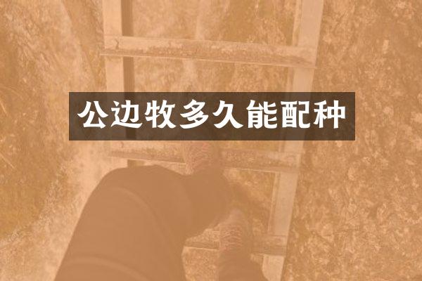 公边牧多久能配种