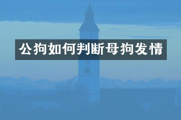 公狗如何判断母狗发情