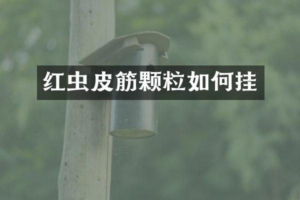 红虫皮筋颗粒如何挂