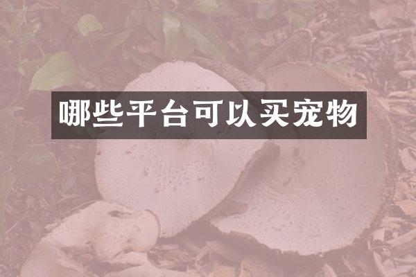 哪些平台可以买宠物