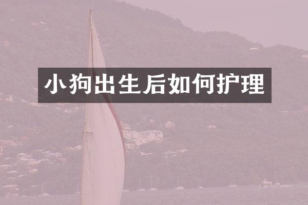 小狗出生后如何护理