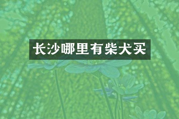 长沙哪里有柴犬买