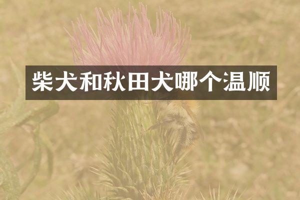 柴犬和秋田犬哪个温顺